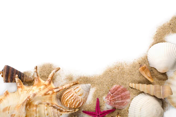 Sea shells in sand isolated — Stock Photo, Image