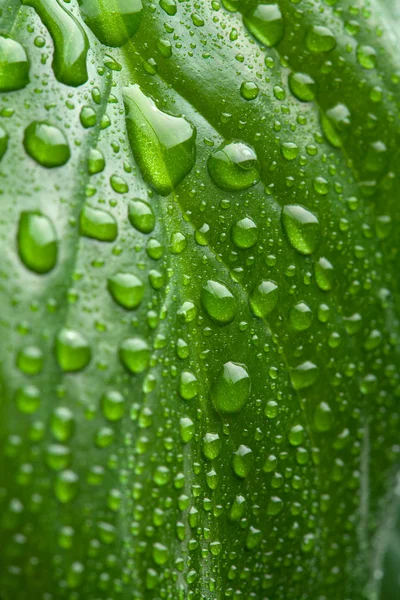 Čerstvý zelený list s kapičkami vody — Stock fotografie