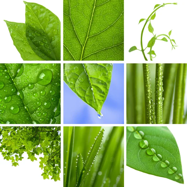 Collage de hojas verdes frescas —  Fotos de Stock