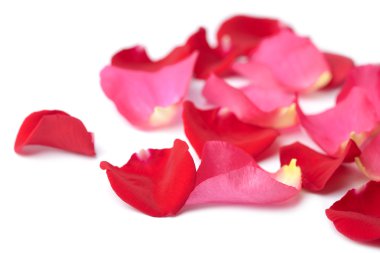 Red and pink rose petals isolated clipart