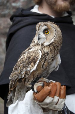 Long-eared owl on man's hand clipart