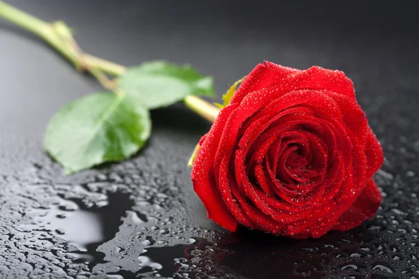 Hermosa rosa roja con gotitas de agua sobre fondo negro — Foto de Stock