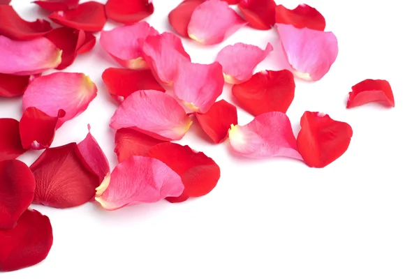Czerwone i różowe płatki róż na białym tle — Zdjęcie stockowe
