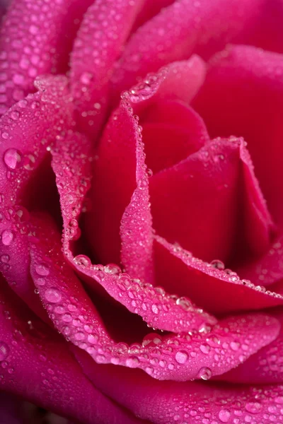 水滴を持つ美しいピンクのバラ — ストック写真