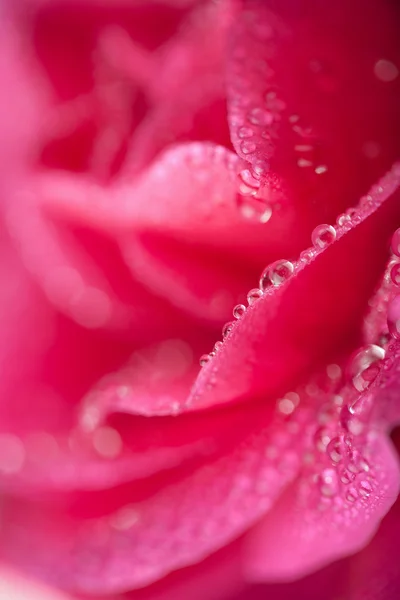 Rosa bonita rosa com gotas de água — Fotografia de Stock