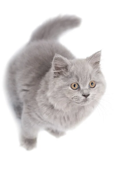 Söt brittisk kattunge tittar upp isolerad — Stockfoto