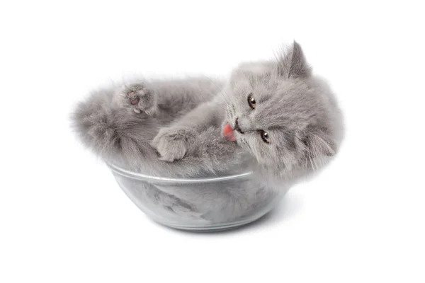 Gatinho britânico bonito em tigela de vidro isolado — Fotografia de Stock