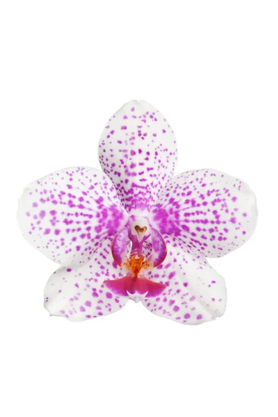 Gyönyörű orchidea virág elszigetelt — Stock Fotó