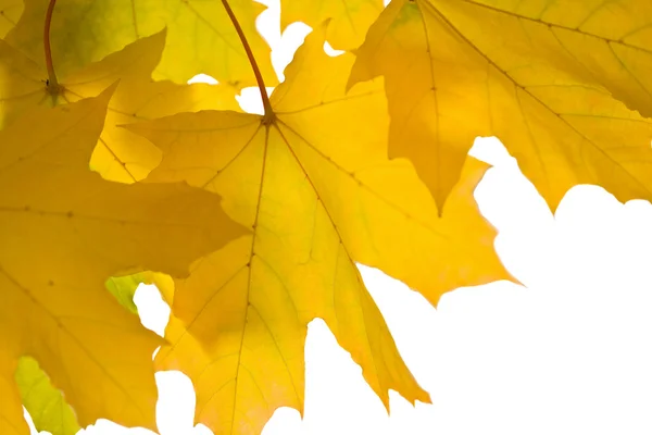 Schöne Herbstblätter isoliert — Stockfoto