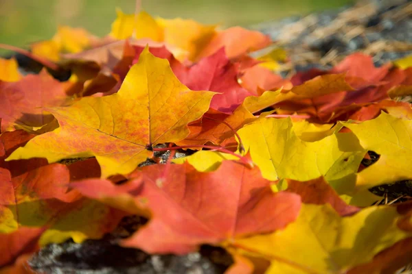 カラフルなカエデの葉の背景 — ストック写真