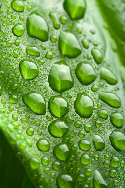 Su damlacıkları ile taze yaprak yeşil — Stok fotoğraf