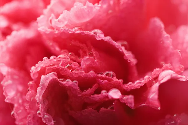 Macro de flor de clavel rosa con gotitas de agua (focu poco profundo —  Fotos de Stock