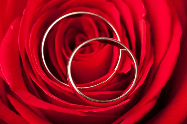 Goldene Trauringe über roter Rose — Stockfoto