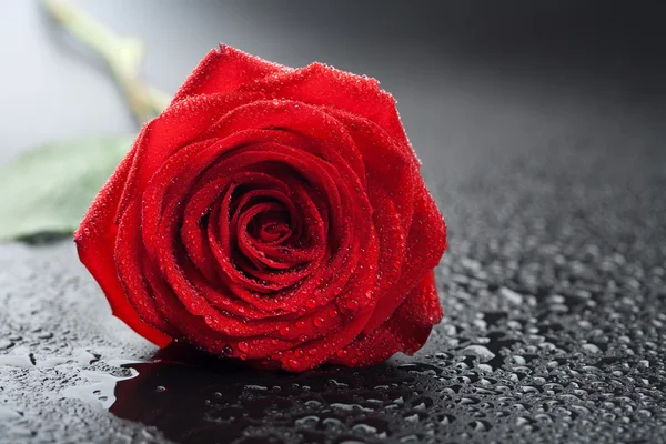 Beautiful red rose with water droplets over black background — Stock Photo, Image