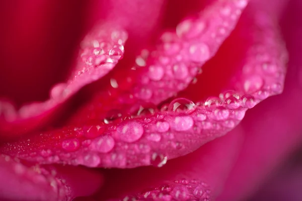 Rosa bonita rosa com gotas de água (foco superficial ) — Fotografia de Stock