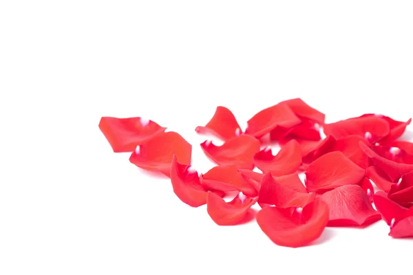 Pétalas de rosa vermelha isoladas — Fotografia de Stock