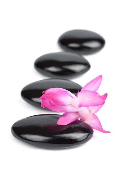 Wellness-Steine und rosa Blume isoliert — Stockfoto