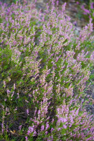 stock image Heather field background