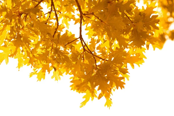 Őszi levelek elszigetelt — Stock Fotó