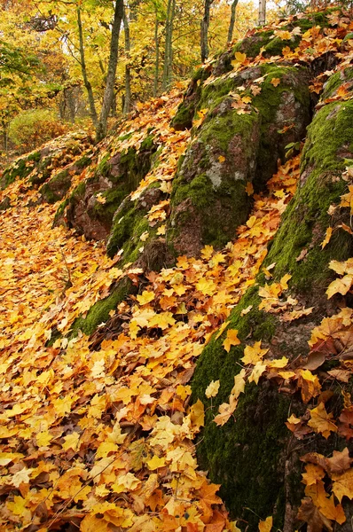 Листья золотого клена в парке — стоковое фото