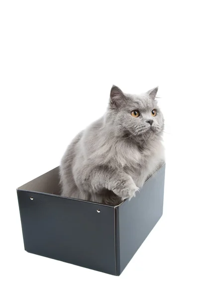 Britische Katze in Black Box isoliert — Stockfoto