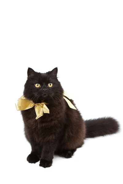 Kara kedi altın yay izole giyiyor — Stok fotoğraf