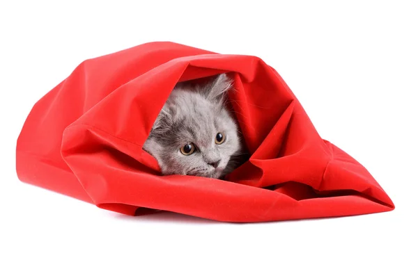 Izole kırmızı çanta içinde İngiliz yavru kedi — Stok fotoğraf