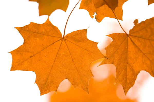 Beautiful autumn leaves isolated — Stock Photo, Image