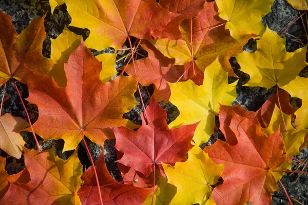 Colorido bordo folhas fundo — Fotografia de Stock