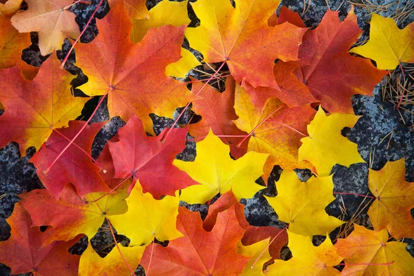 Färgglada höst löv bakgrund — Stockfoto