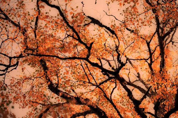 Schöner Herbstbaum — Stockfoto