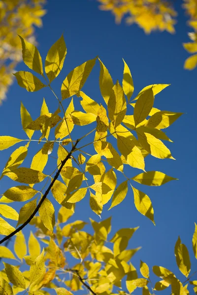Krásné podzimní listí proti modré obloze — Stock fotografie
