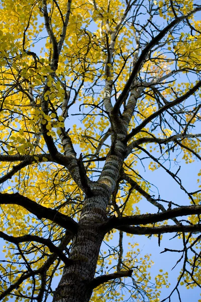 Прекрасне осіннє дерево на тлі блакитного неба — стокове фото