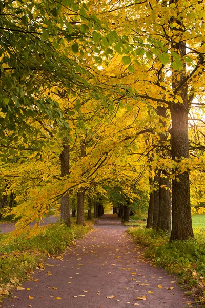 Podzimní ulička v parku — Stock fotografie