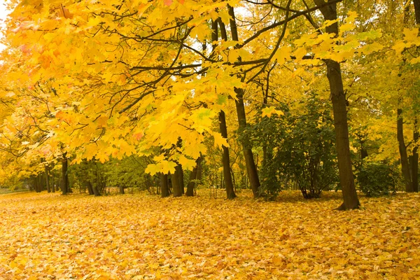 Árvores de bordo douradas no parque — Fotografia de Stock
