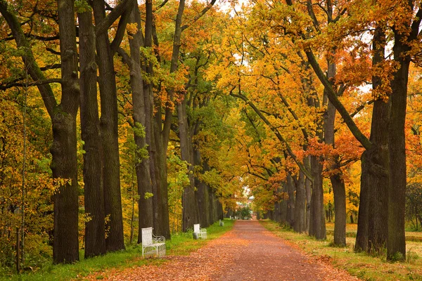 Барвисті осінні дерева в парку — стокове фото