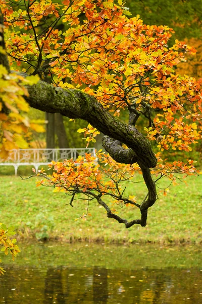 Ramo da árvore de outono — Fotografia de Stock