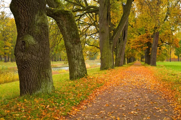 Színes őszi fák a parkban — Stock Fotó