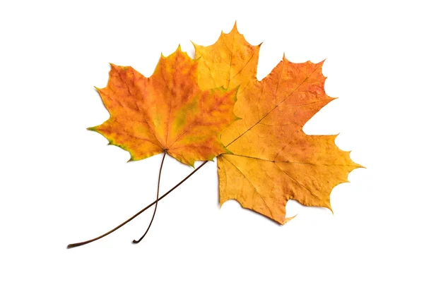 Zwei trockene Herbstblätter isoliert — Stockfoto