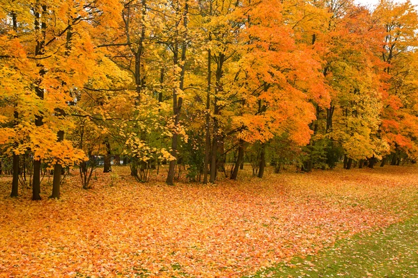 Golden maple trees in the park — Stock Photo, Image