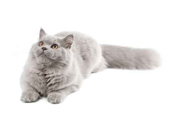 Lying cute british cat isolated — Stock Photo, Image