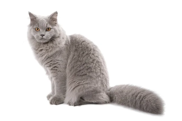 Carino britannico gatto isolato — Foto Stock