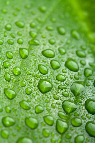 Свежий зеленый лист с капельками воды — стоковое фото