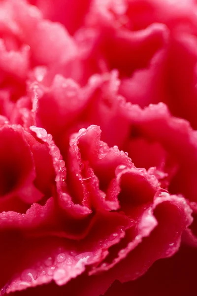 Макро из розового гвоздичного цветка с капельками воды (мелкий фокус — стоковое фото