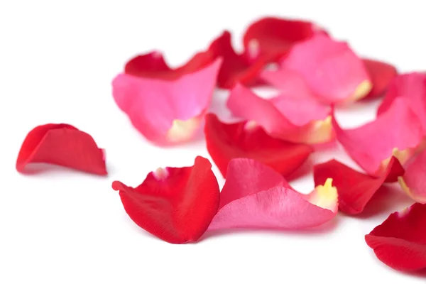 Czerwone i różowe płatki róż na białym tle — Zdjęcie stockowe