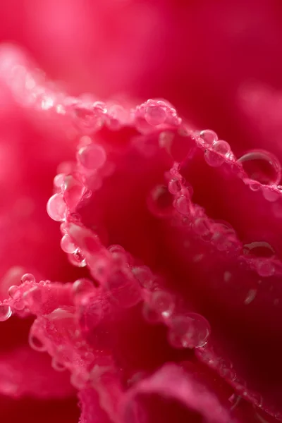 Makro aus rosa Nelkenblüte mit Wassertropfen — Stockfoto