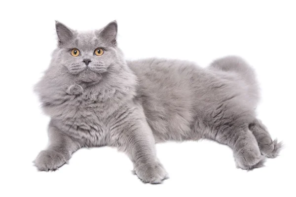 Mentire carino britannico gatto isolato — Foto Stock