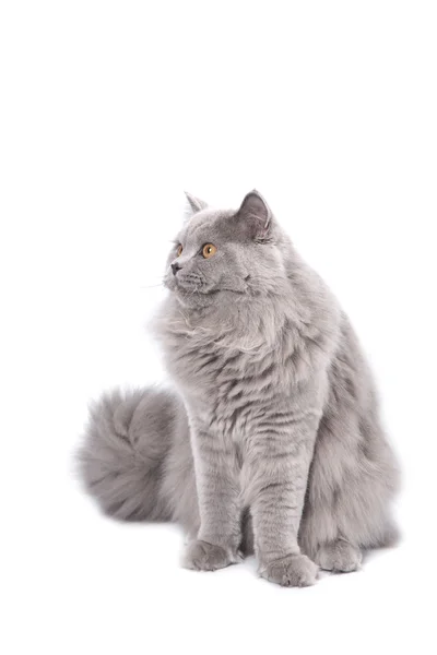 Ładny kot brytyjski na białym tle — Zdjęcie stockowe