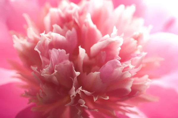 Abstracte roze pioen bloem — Stockfoto