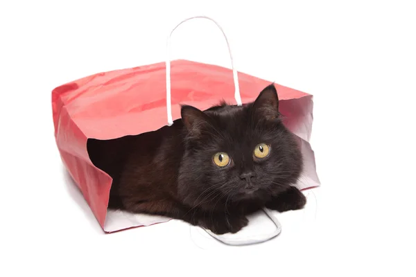 Zwarte kat in rode zak geïsoleerd — Stockfoto